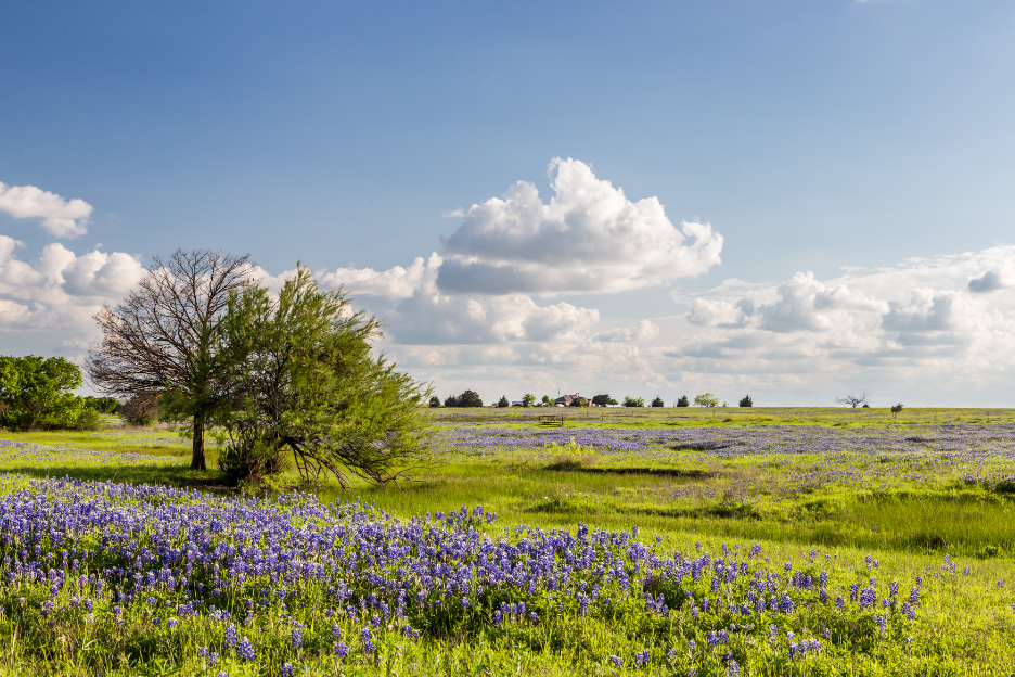 Texas Bluebonnet filed and blue sky in Ennis